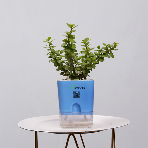 Jade Plant (Crassula ovata)