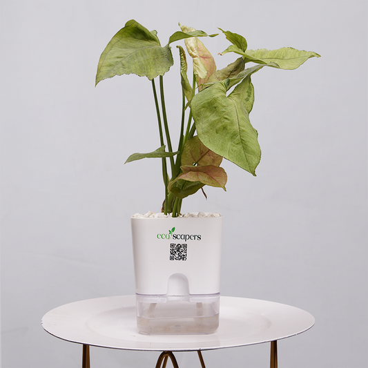 Syngonium Pink (Arrowhead Vine) 750