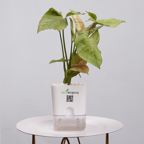Syngonium Pink (Arrowhead Vine)