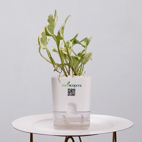 Money Plant Marble Queen