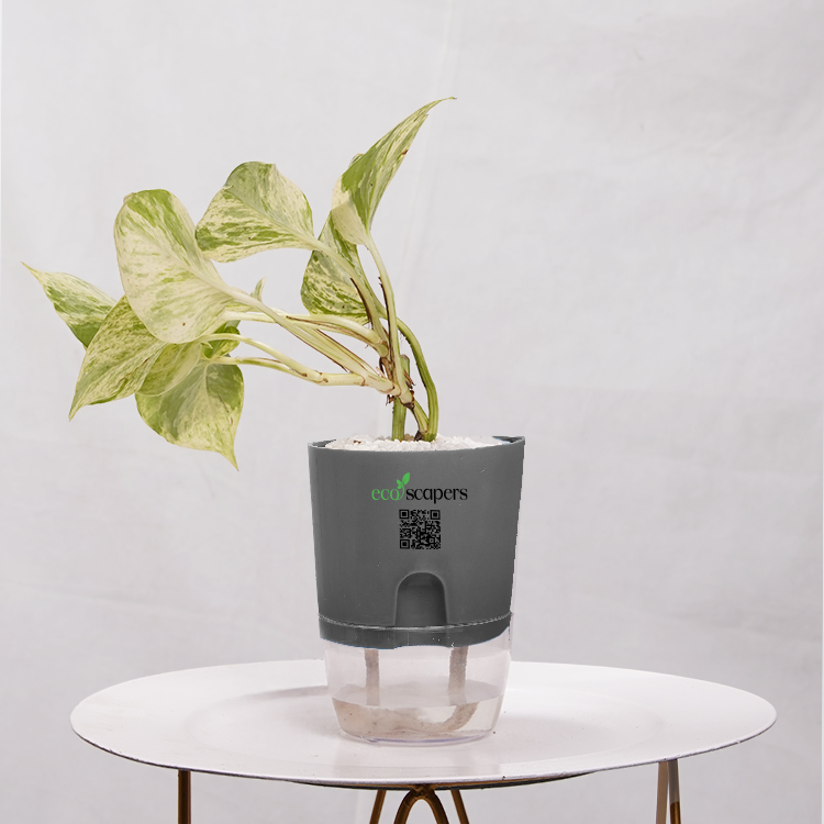 Money Plant Marble Queen