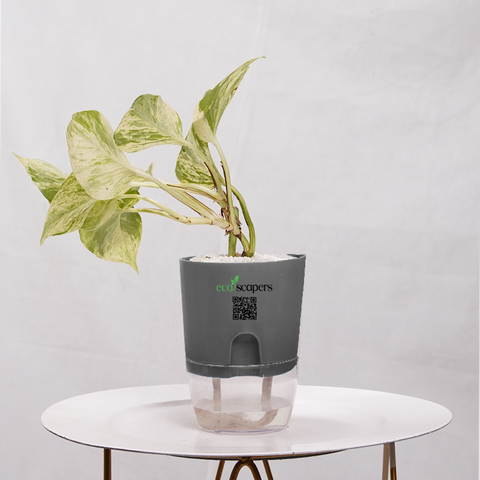 Money Plant Marble Queen