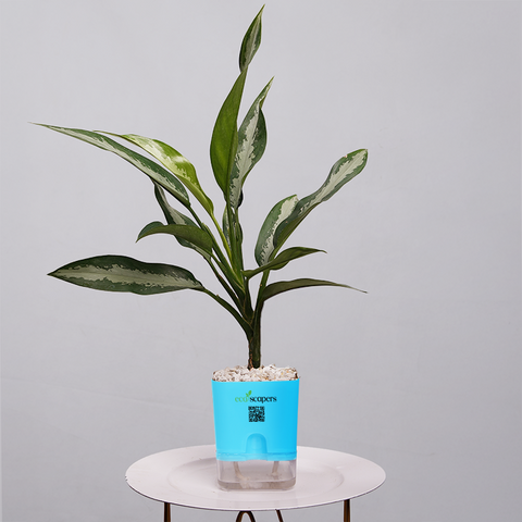 Aglaonema Tigress