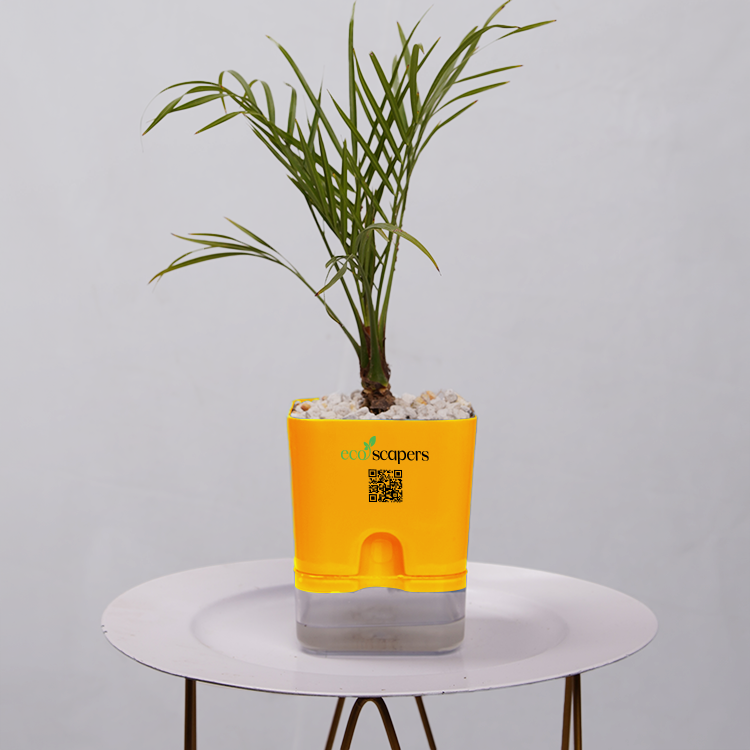 Phoenix Palm
