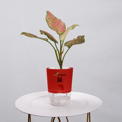 Aglaonema pink lipstick