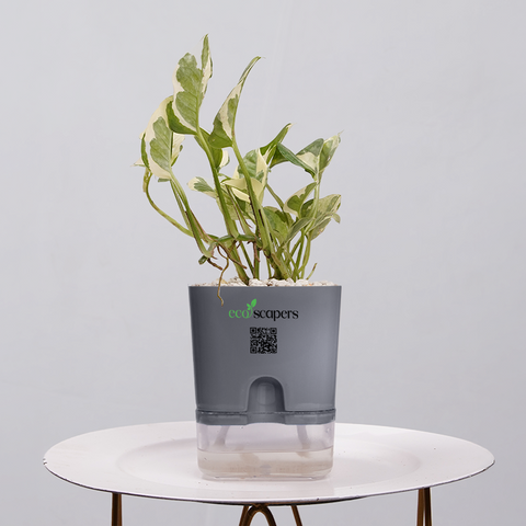 Money Plant Marble Queen