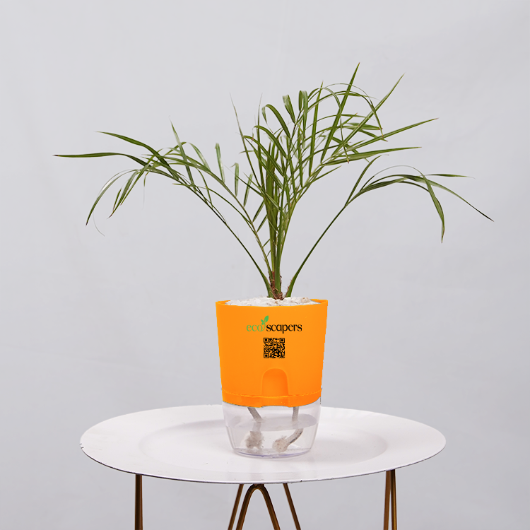 Areca  Golden Cane Palm