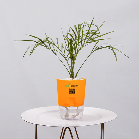 Areca  Golden Cane Palm