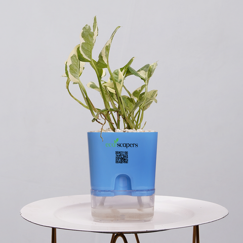 Money Plant Marble Queen