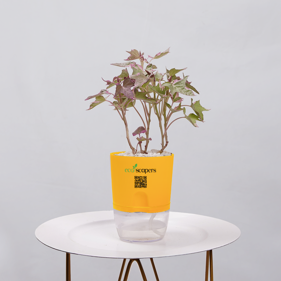 Sweet Potato Vine