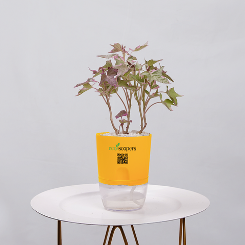 Sweet Potato Vine