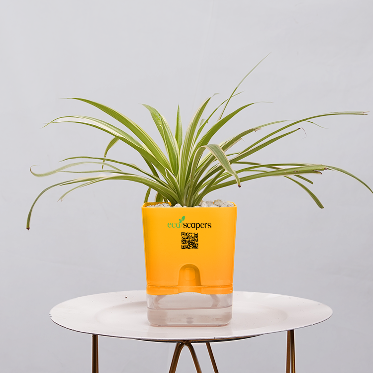 Dracaena marginata Madagascar multicolour