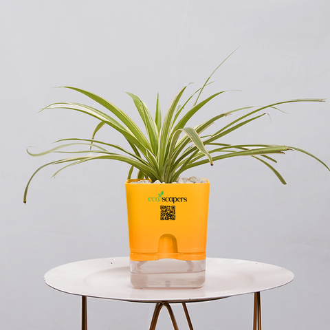 Dracaena marginata Madagascar multicolour