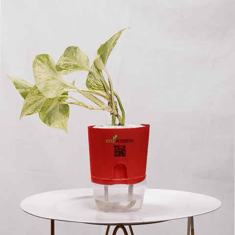 Money Plant Marble Queen