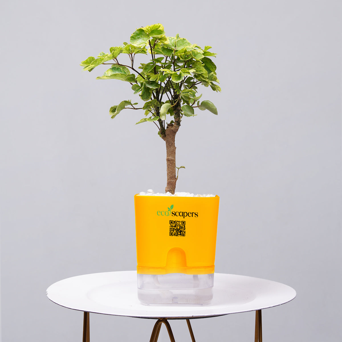 Ficus Bonsai
