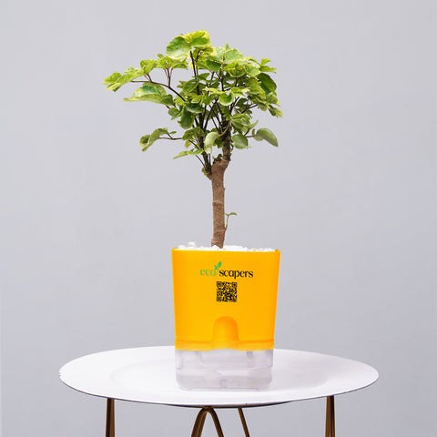 Ficus Bonsai