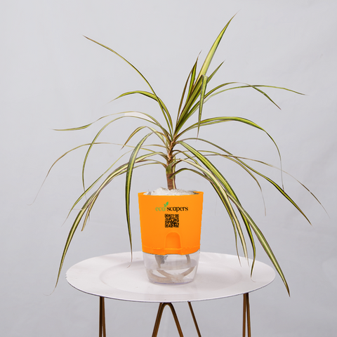 Dracaena marginata Madagascar multicolour