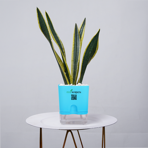Snake Plant Dwarf Thai