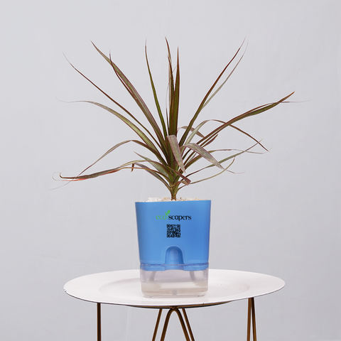 Dracaena Marginata (Dragon Tree)