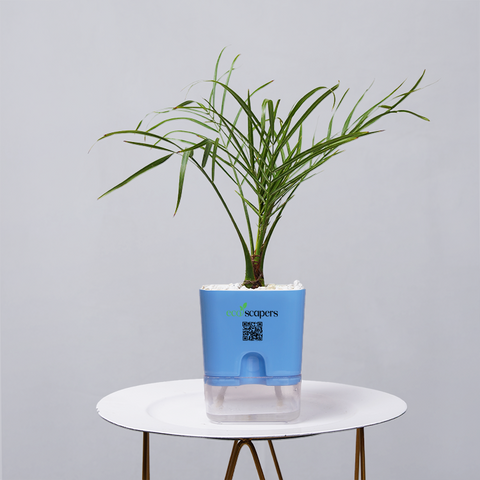 Areca  Golden Cane Palm