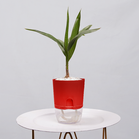 Coconut Palm Seedling