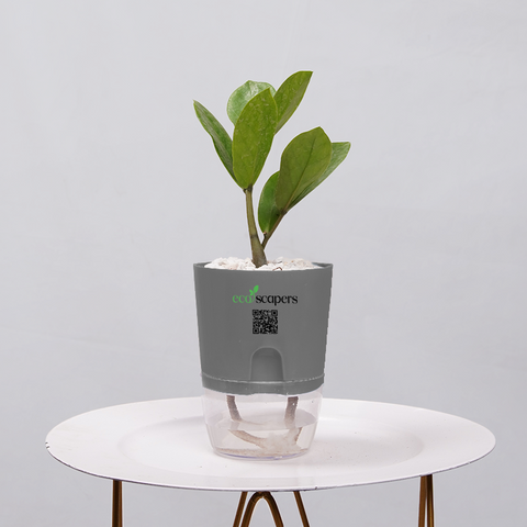 ZZ Plant (Zamioculcas zamiifolia)