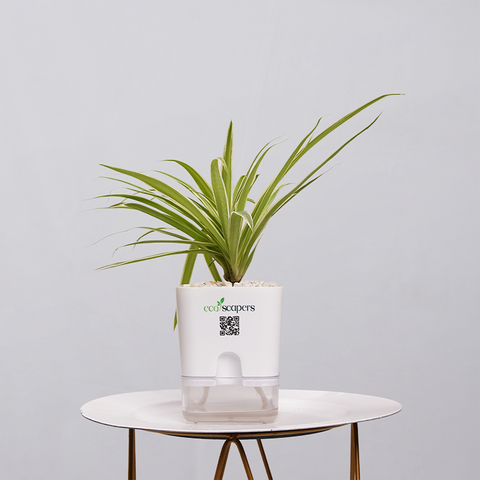Spider Plant (Chlorophytum comosum)