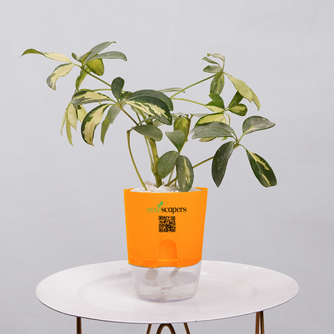 Shefflera (Umbrella Plant)