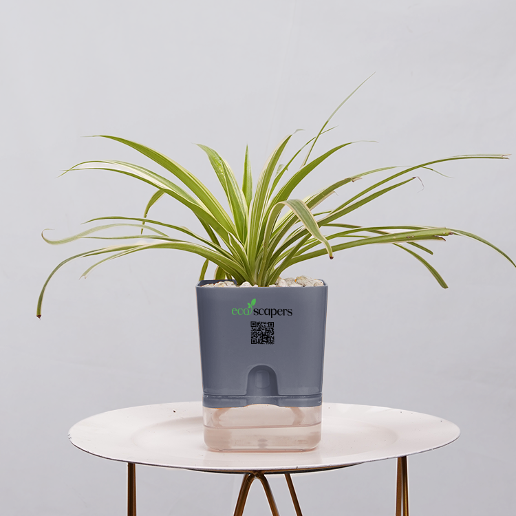 Dracaena marginata Madagascar multicolour
