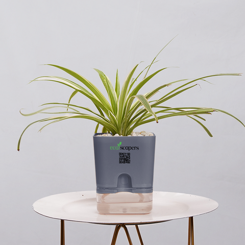 Dracaena marginata Madagascar multicolour