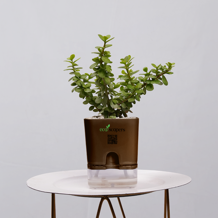 Jade Plant (Crassula ovata)