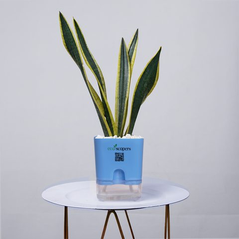 Snake Plant Dwarf Thai