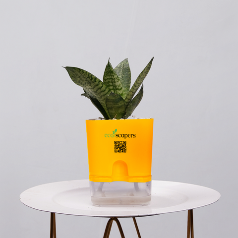 Snake Plant Bird’s Nest (Sansevieria Hahnii)