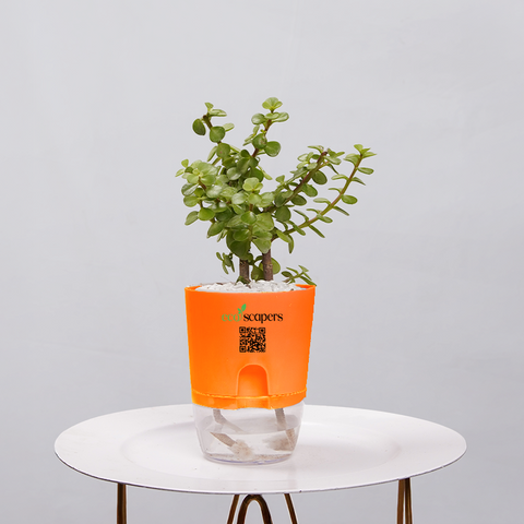 Jade Plant (Crassula ovata)