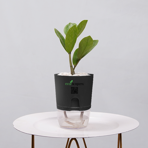 ZZ Plant (Zamioculcas zamiifolia)