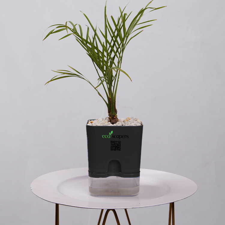 Phoenix Palm