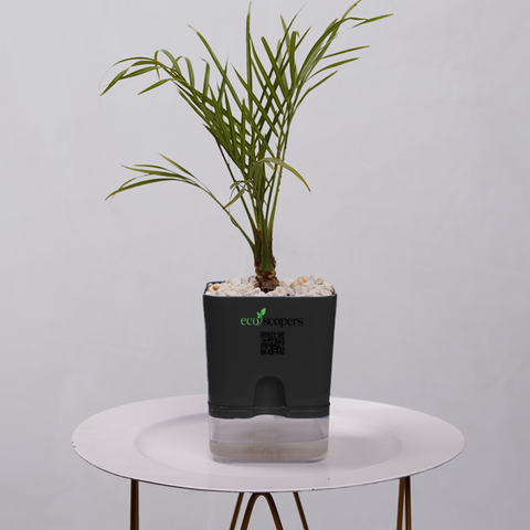 Phoenix Palm