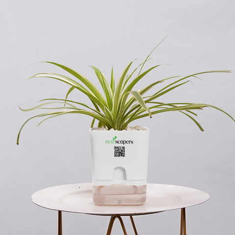 Dracaena marginata Madagascar multicolour