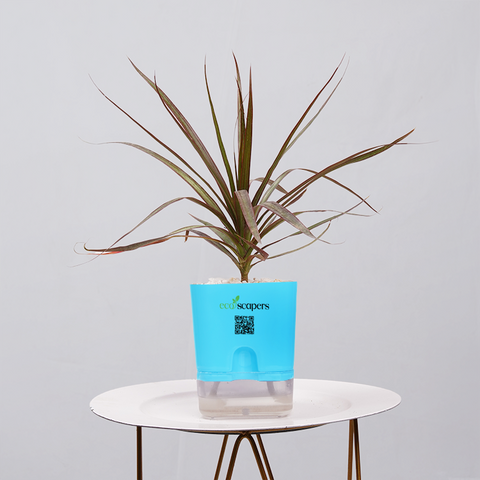 Dracaena Marginata (Dragon Tree)