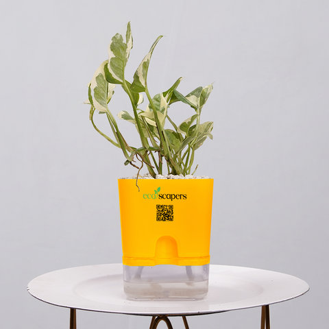 Money Plant Marble Queen