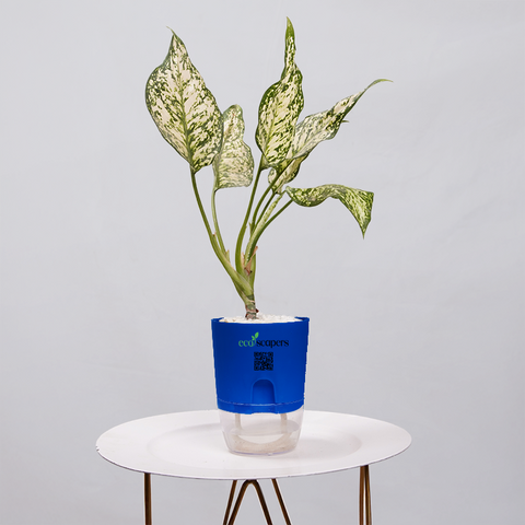 Aglaonema Chinese Evergreen