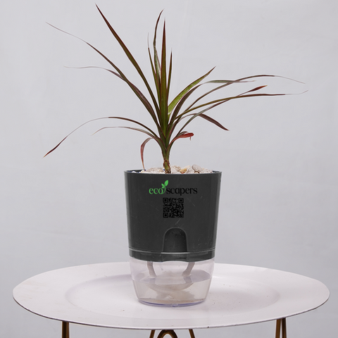 Dracaena Marginata (Dragon Tree)
