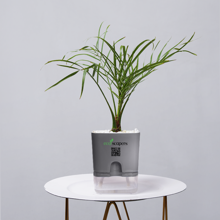 Areca  Golden Cane Palm