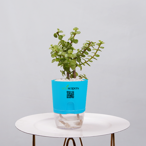 Jade Plant (Crassula ovata)