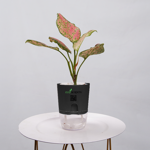 Aglaonema pink lipstick