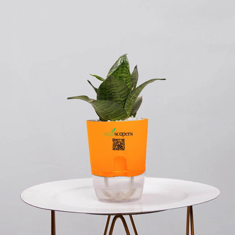 Snake Plant Bird’s Nest (Sansevieria Hahnii)