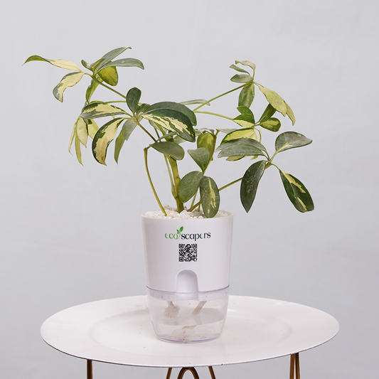 Shefflera (Umbrella Plant) 750