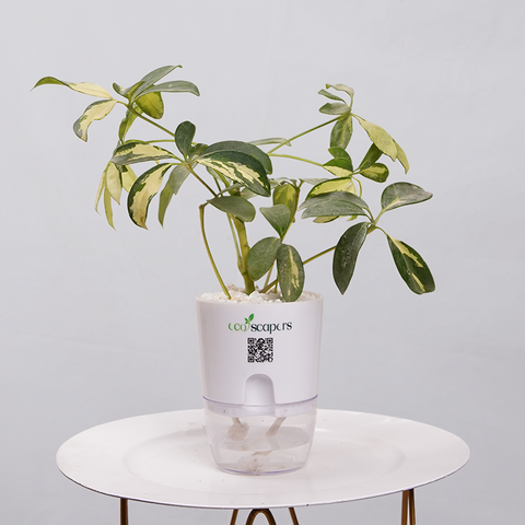 Shefflera (Umbrella Plant)