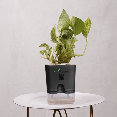 Money Plant Green (Pothos, Epipremnum aureum)