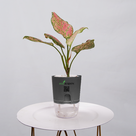 Aglaonema pink lipstick